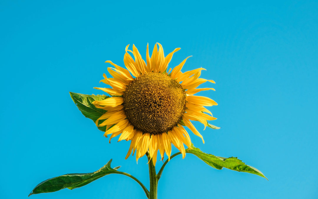 The Sunflower’s Guide to Manoeuvring Seasonal Depression
