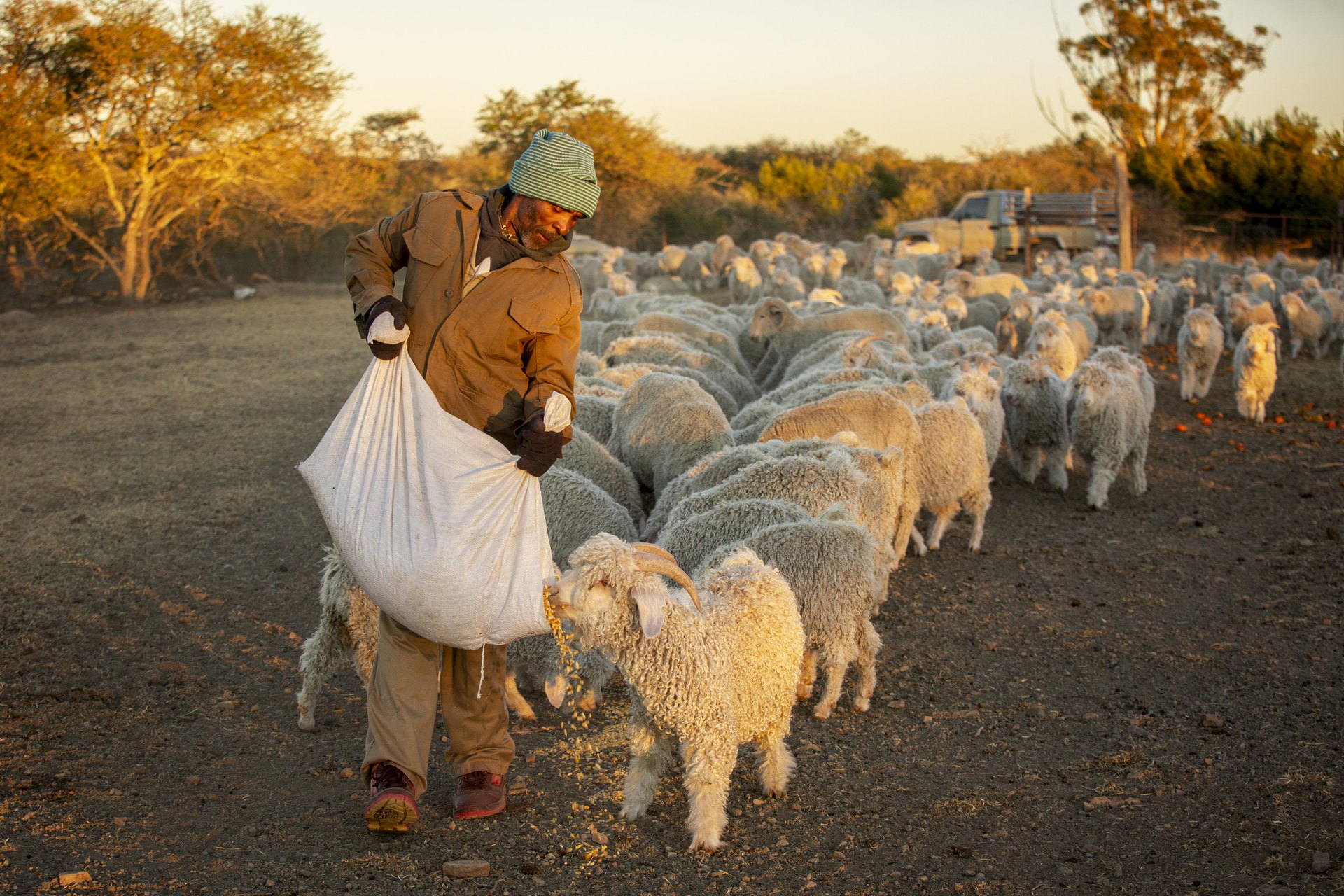 Angora Goats, courtesy of Mohair South Africa_s Press Kit via mohair.co.za